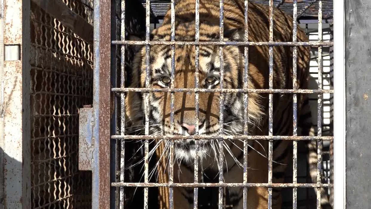 Deux chauffeurs routiers inculpés pour maltraitance sur 10 tigres