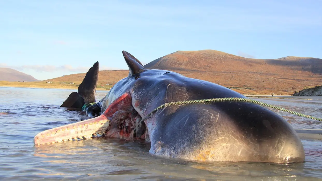 Un cachalot retrouvé mort avec 100 kg de débris dans le ventre