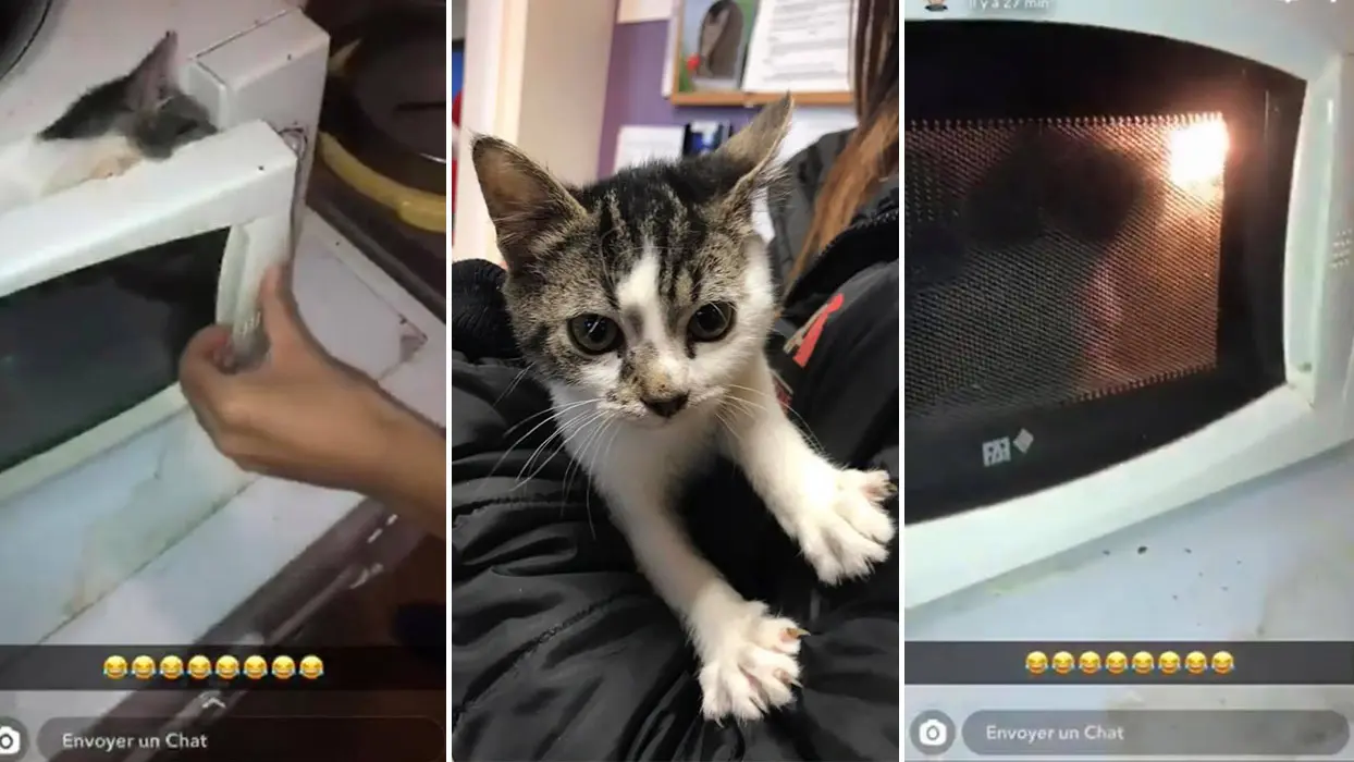 Vidéo d’un chaton dans un micro-ondes : la SPA porte plainte