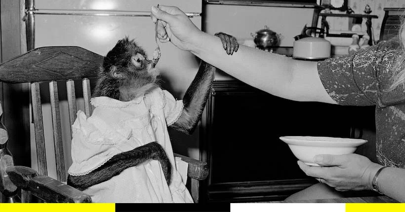 Boas, singes et chiots : l’amour des animaux immortalisé en noir et blanc par Sage Sohier