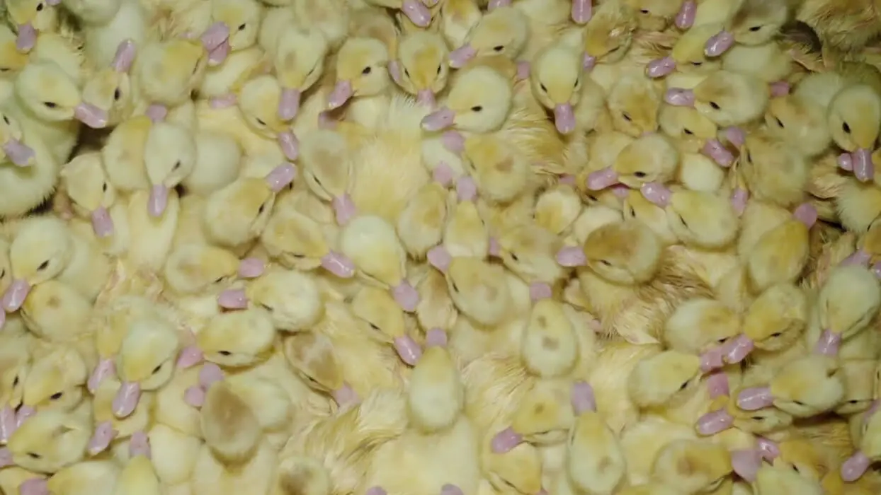 Vidéo : des canetons jetés vivants à la poubelle et torturés pour du foie gras