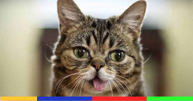 Lil Bub, la petite chatte trop mignonne d’Internet, nous a quittés