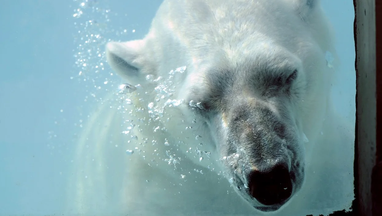 “On a tronçonné Olaf” : un zoo aurait démembré un ours après sa mort