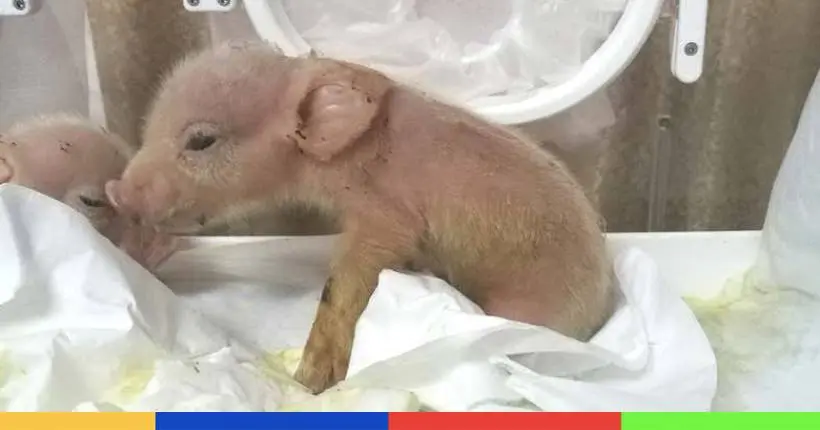 Deux animaux hybrides mi-cochon mi-singe ont été créés en Chine