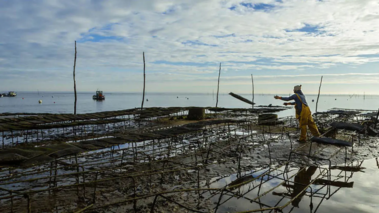 Sur le littoral français, les vols massifs d’huîtres sèment la zizanie