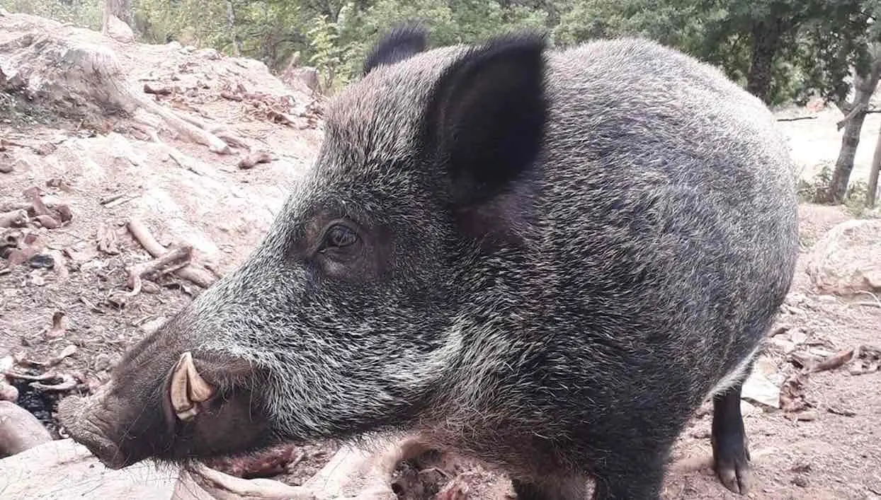 Des internautes se mobilisent pour sauver Maurice, le sanglier domestique