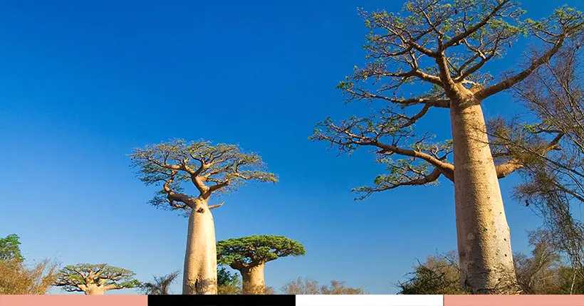 Le fruit du baobab, super aliment africain qui va faire fureur en 2020