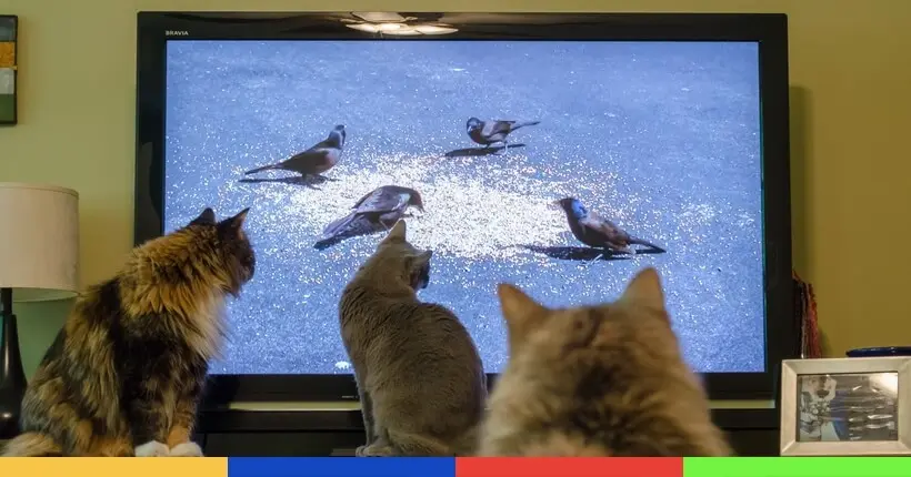 Autrefois stars de YouTube, les chats en sont désormais des spectateurs assidus
