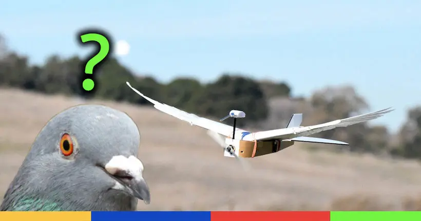 Le plus sérieusement du monde, des chercheurs ont inventé le PigeonBot