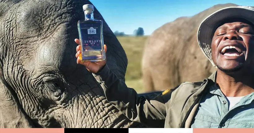 Ce gin est distillé à partir… de crottes d’éléphants