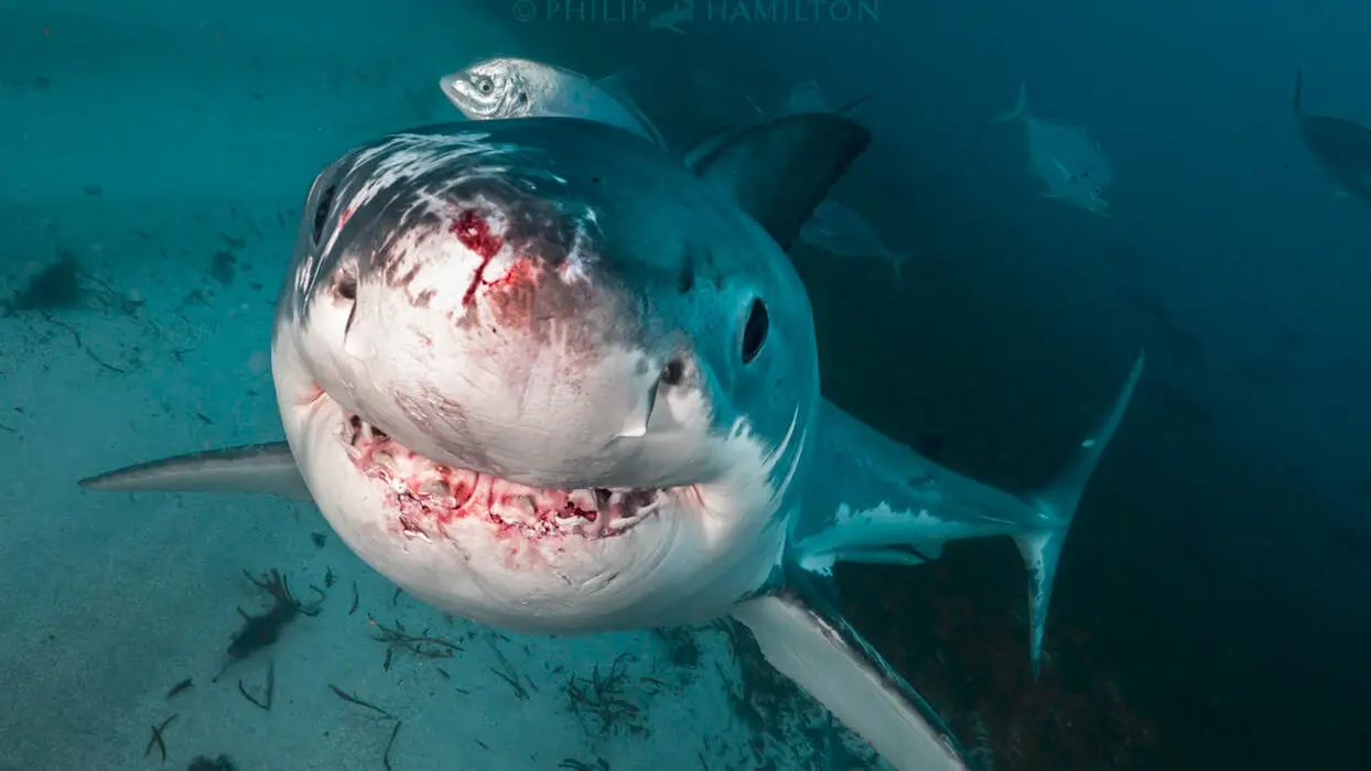 Vidéo : plonger en cage avec des requins, c’est dangereux pour leur survie