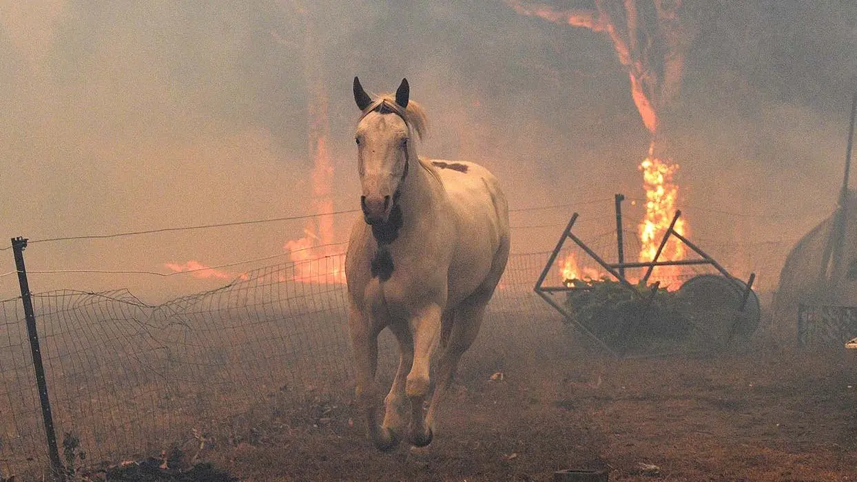 En images : l’Australie dévorée par des flammes hors de contrôle