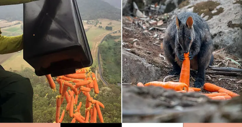 Près de 2 000 kg de carottes jetées depuis des hélicos pour sauver les wallabies