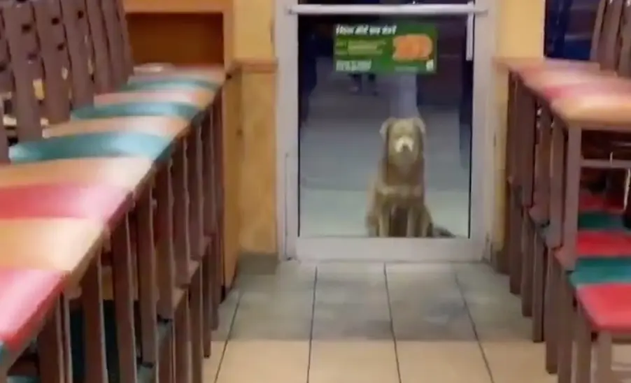 L’histoire du chien qui venait chercher tous les jours sa commande au restaurant