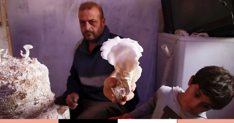 Dans la Syrie en guerre, des champignons pour remplacer la viande