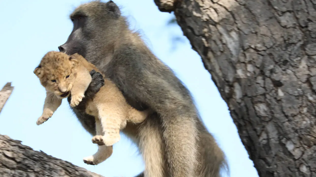 Vidéo : un babouin et un lionceau reproduisent la scène culte du Roi Lion