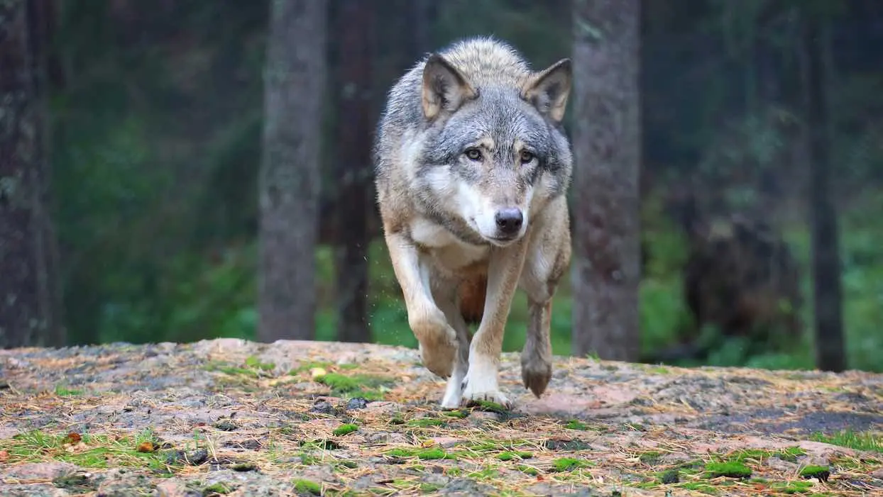 En toute illégalité, un élu des Hautes-Alpes offre une queue de loup à la préfète sortante