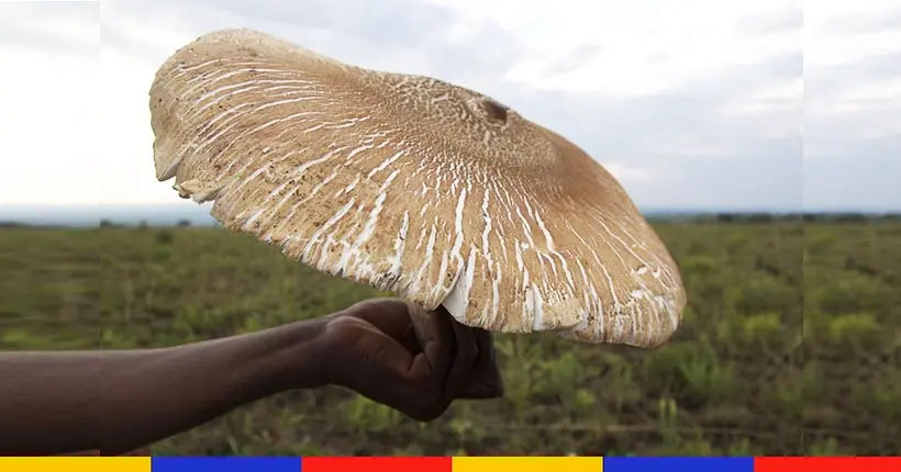 Le plus gros champignon du monde est également délicieux