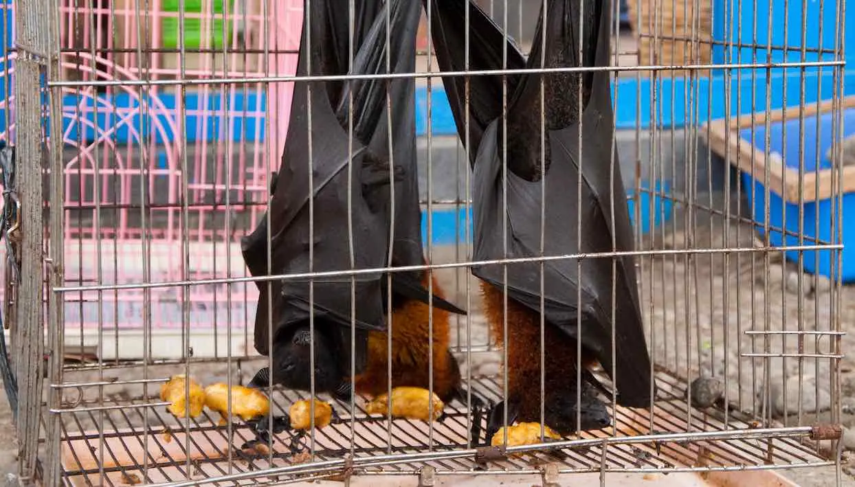 La Chine interdit “complètement” le commerce et la consommation d’animaux sauvages