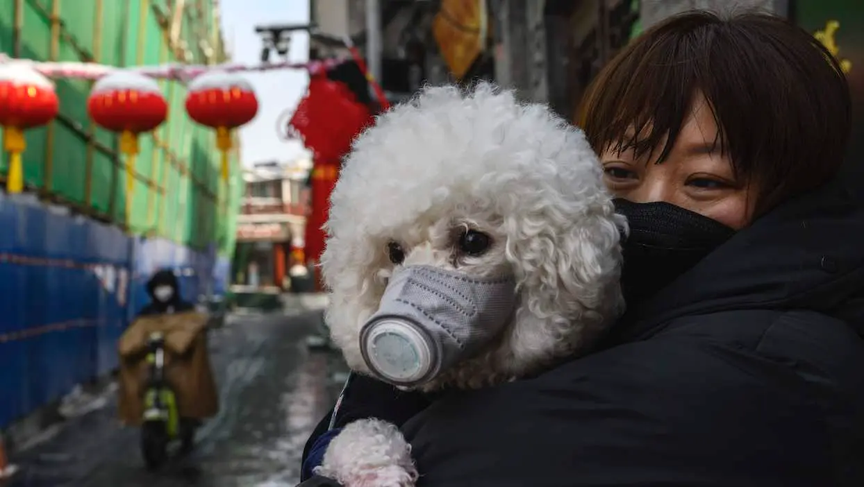 Un chien testé positif au coronavirus est en quarantaine à Hong Kong