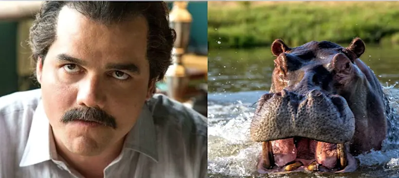 “Cocaine Hippos” : Neflix prépare un film sur Pablo Escobar et les hippopotames de son zoo