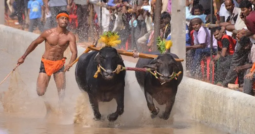 En Inde, un homme a couru plus vite qu’Usain Bolt grâce à des buffles