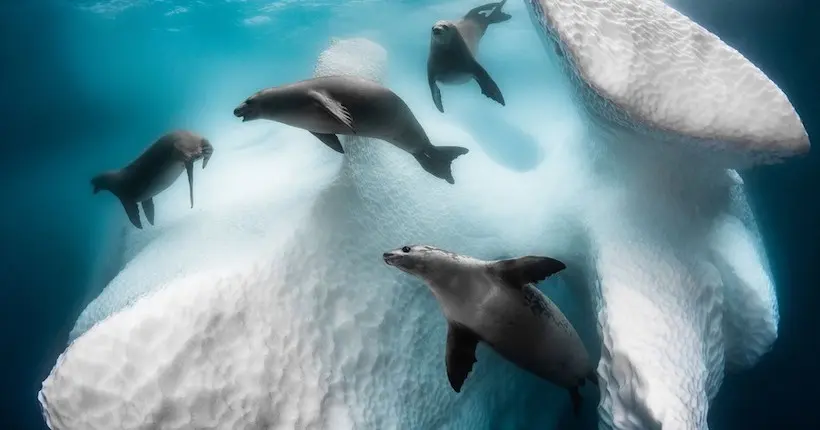 Immersion dans les abysses grâce aux plus belles images de l’océan prises en 2020