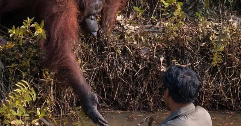 L’histoire derrière la photo touchante du singe qui aide un homme dans une rivière