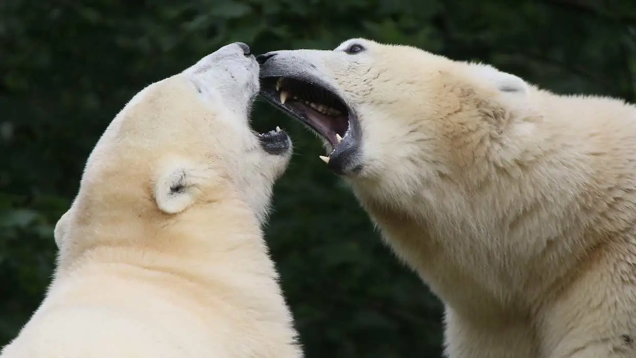 Affamés, les ours blancs s’entredévorent en Russie
