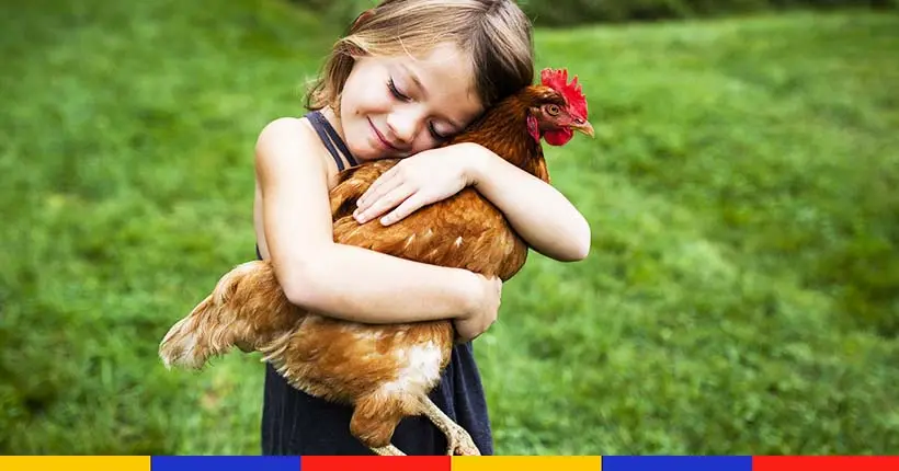 Pour 7 euros, vous pouvez adopter une poule et la sauver de l’abattoir