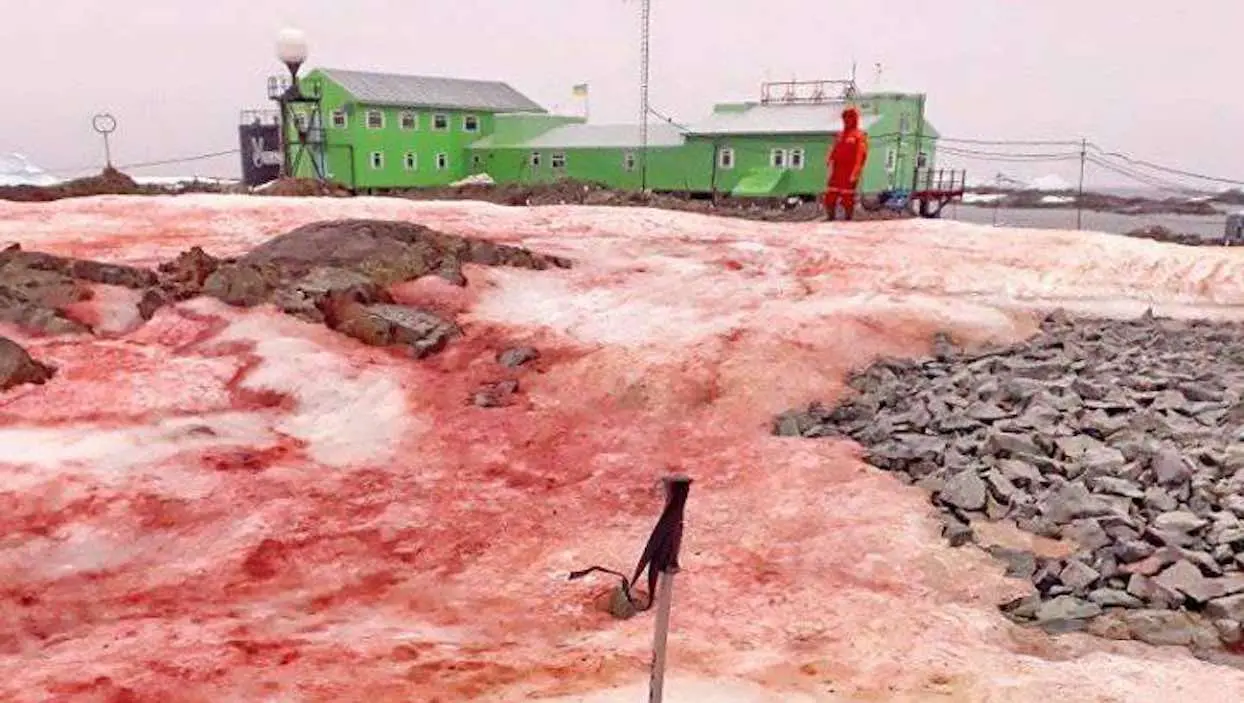 La neige de l’Antarctique entachée par des trainées rouge sang