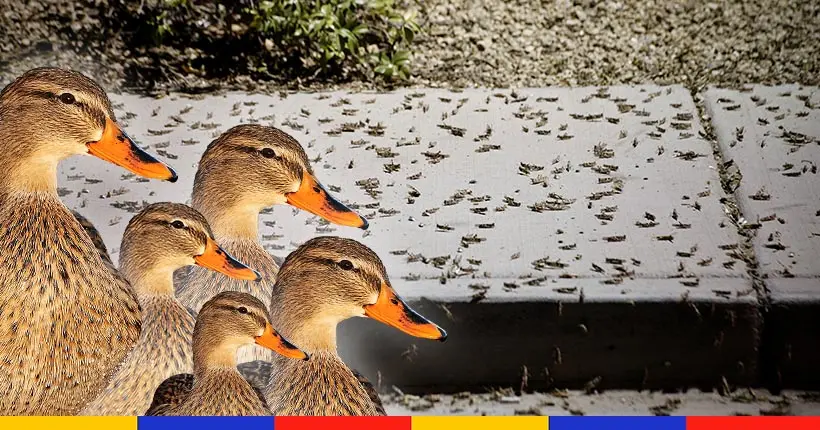 Une armée de 100 000 canards pour lutter contre une invasion de sauterelles au Pakistan