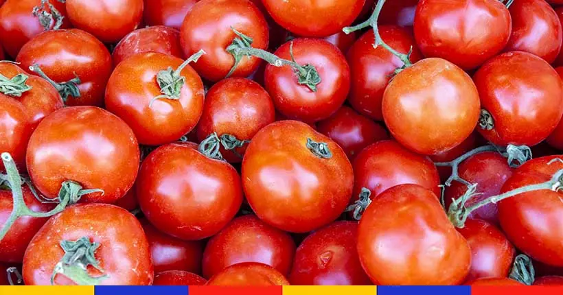 Le “virus de la tomate” est arrivé en France : que risque-t-on ?