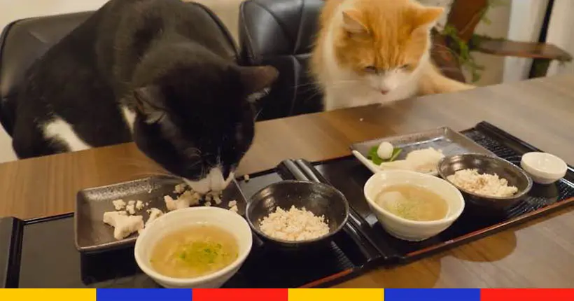 Vidéo : ce chef japonais prépare un repas traditionnel pour ses chats