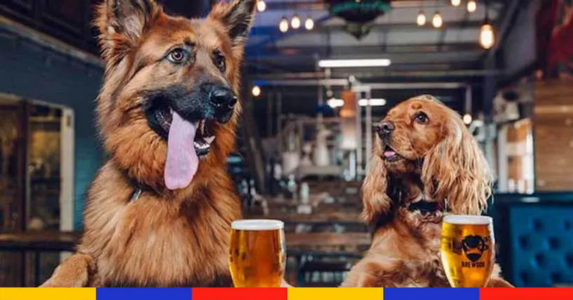 Une brasserie écossaise invente le congé parental… pour ceux qui adoptent un chien
