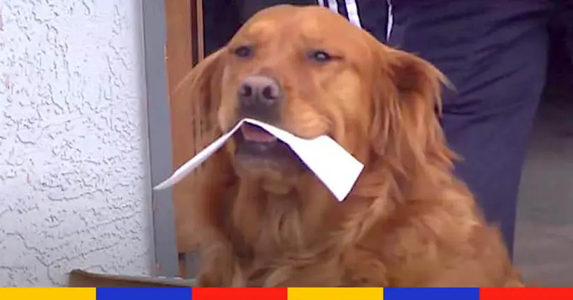 Pendant ce temps aux U.S., cet adorable chien livre les courses à sa voisine confinée