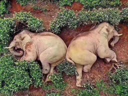 À la recherche de bouffe, ces éléphants chinois ont fini ivres dans un champ