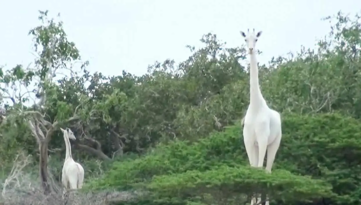 La seule girafe blanche connue au monde et son petit ont été tués par des braconniers