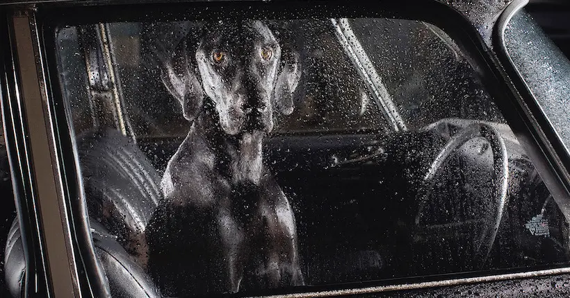 Des photos de chiens tristes attendant dans de belles bagnoles compilées dans un livre