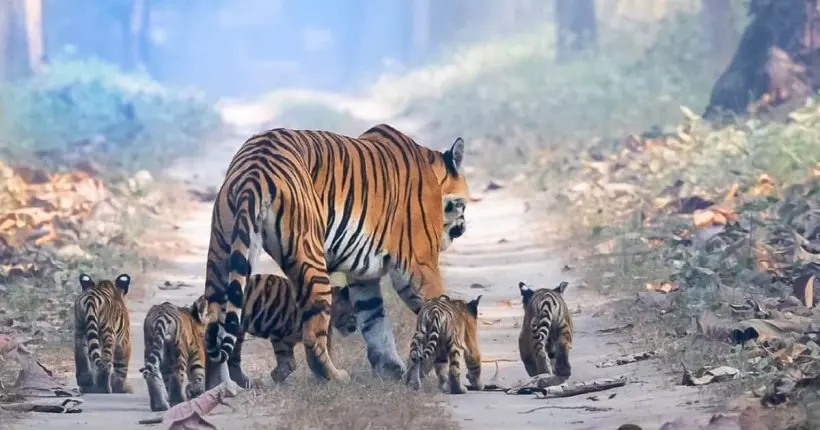 Pourquoi cette photo d’une maman tigre et de ses petits est-elle si réjouissante ?
