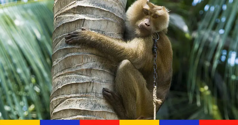 En Thaïlande, des singes sont dressés pour récolter les noix de coco à la cime des arbres