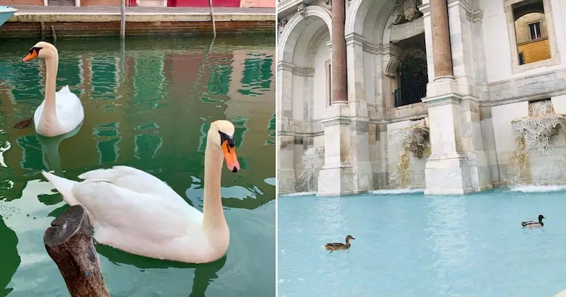 En images : cygnes et eau cristalline, la nature reprend ses droits à Venise