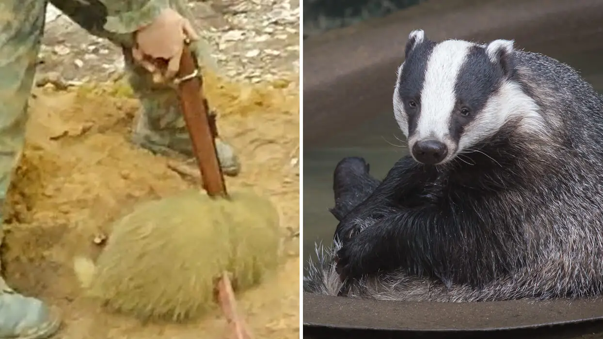 Vidéo : le déterrage de blaireaux, une pratique de chasse barbare, mais légale