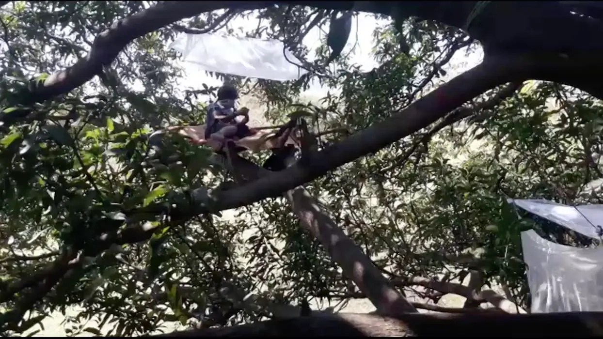 Vidéo : en Inde, ces villageois ont été obligés de se confiner… dans les arbres