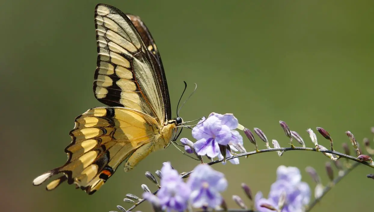 Et pendant ce temps : le monde a perdu 27 % de sa population d’insectes en 30 ans