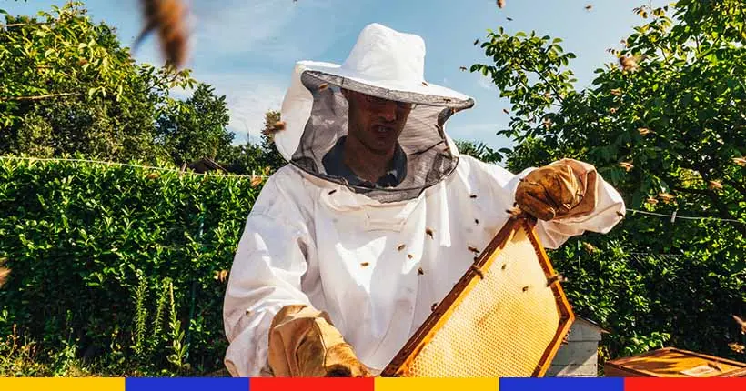Dans une France confinée, les abeilles vivent leur meilleure vie