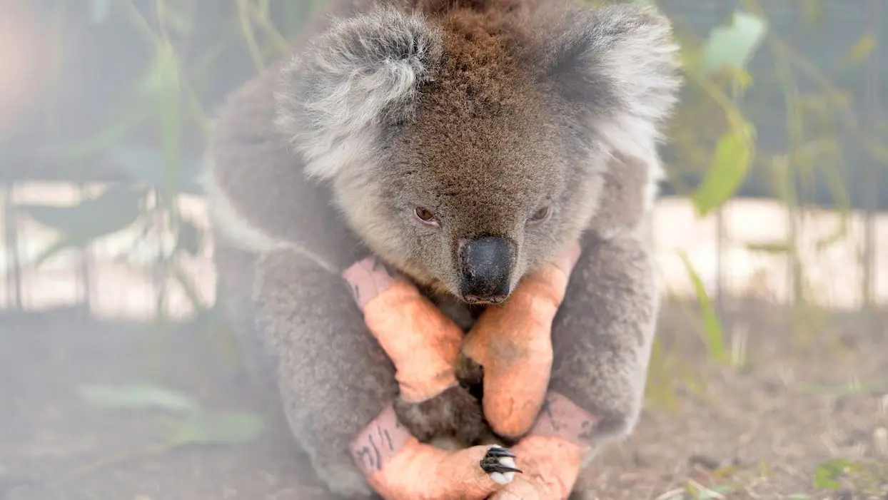 Et pendant ce temps : des koalas rescapés des incendies en Australie vont être relâchés
