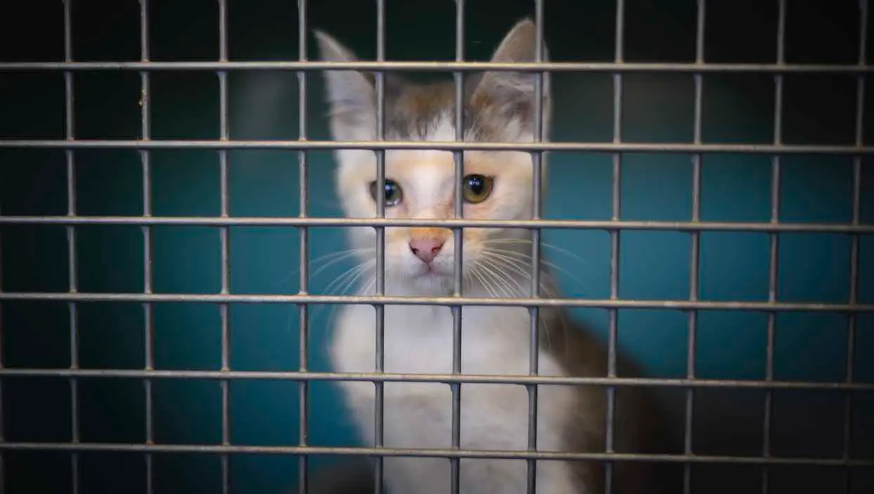 La SPA réclame une dérogation pour adopter un animal pendant le confinement