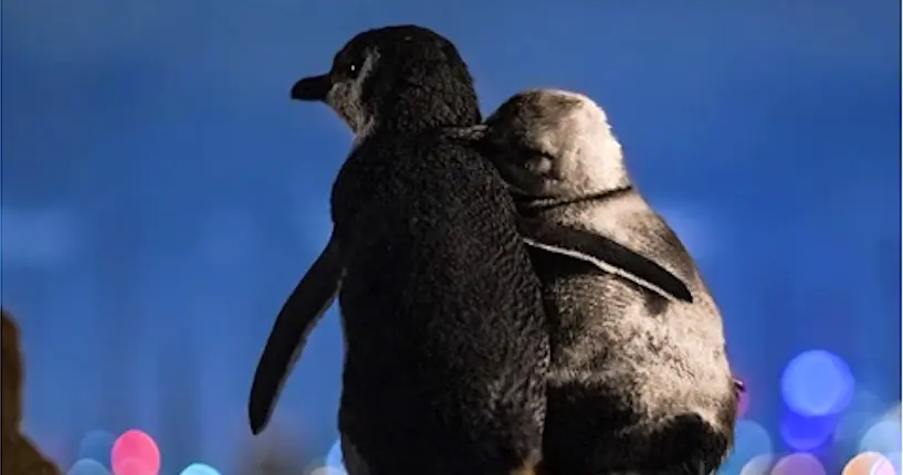 L’histoire derrière l’adorable photo du câlin de ces deux manchots tristes