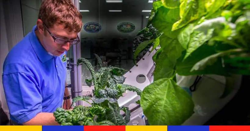 Les salades de l’espace sont tout aussi délicieuses que sur Terre